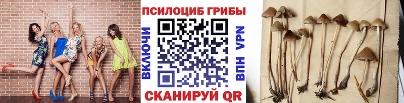 Галлюциногенные грибы Psilocybine cubensis  Кудымкар 